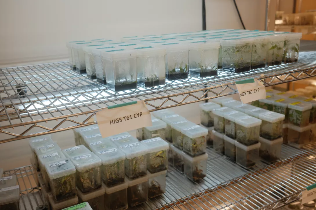 An inside look at Strauss's lab, where rows of sample plants sit on a wire shelf, showing labels that inform what stage of growth or inoculation each plant is at with the Agrobacterium strain.